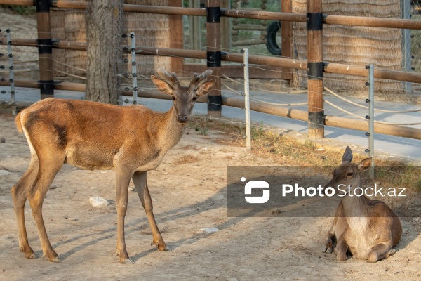 Paytaxtın Nərimanov rayonunda yerləşən Bakı Zooloji Parkı
