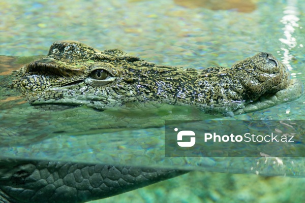 Paytaxtın Nərimanov rayonunda yerləşən Bakı Zooloji Parkı