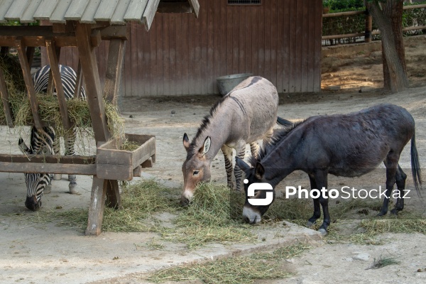 Paytaxtın Nərimanov rayonunda yerləşən Bakı Zooloji Parkı