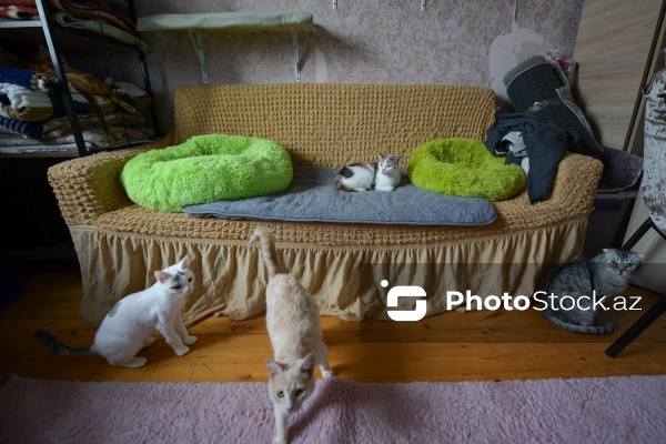 160-a yaxın pişiyi yuva ilə təmin edən sığınacaq