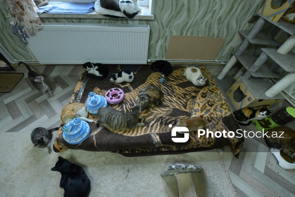 160-a yaxın pişiyi yuva ilə təmin edən sığınacaq