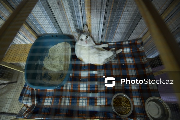 160-a yaxın pişiyi yuva ilə təmin edən sığınacaq