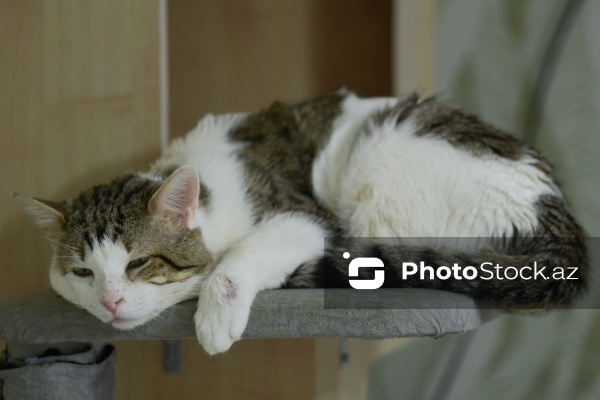 160-a yaxın pişiyi yuva ilə təmin edən sığınacaq