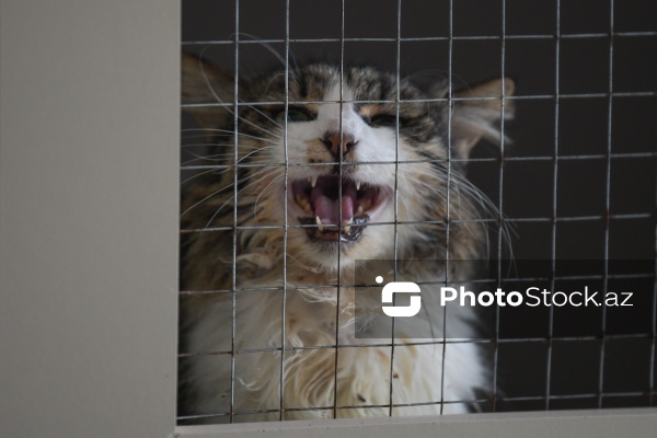 160-a yaxın pişiyi yuva ilə təmin edən sığınacaq