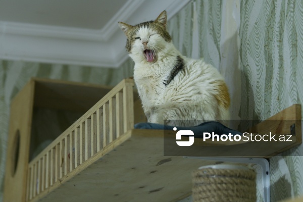 160-a yaxın pişiyi yuva ilə təmin edən sığınacaq