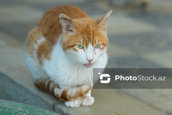 160-a yaxın pişiyi yuva ilə təmin edən sığınacaq