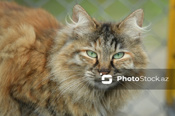 160-a yaxın pişiyi yuva ilə təmin edən sığınacaq
