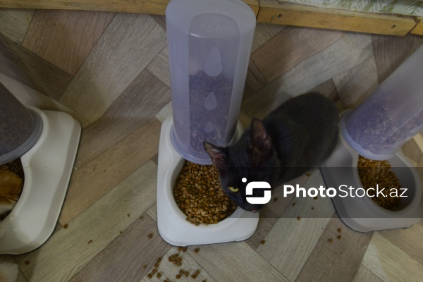 160-a yaxın pişiyi yuva ilə təmin edən sığınacaq