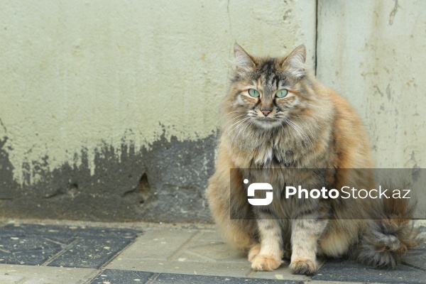 160-a yaxın pişiyi yuva ilə təmin edən sığınacaq
