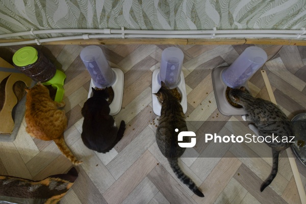 160-a yaxın pişiyi yuva ilə təmin edən sığınacaq