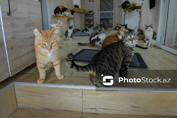 160-a yaxın pişiyi yuva ilə təmin edən sığınacaq