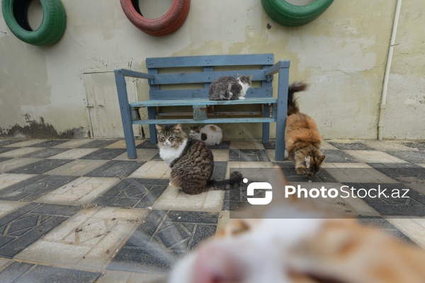 160-a yaxın pişiyi yuva ilə təmin edən sığınacaq