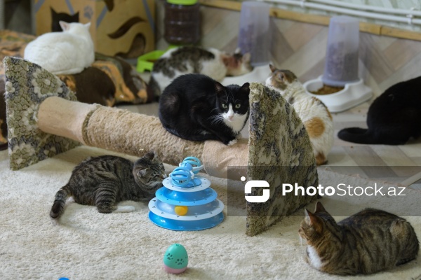 160-a yaxın pişiyi yuva ilə təmin edən sığınacaq