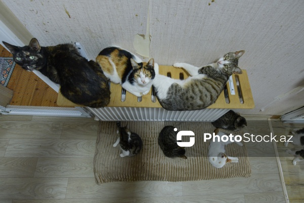 160-a yaxın pişiyi yuva ilə təmin edən sığınacaq