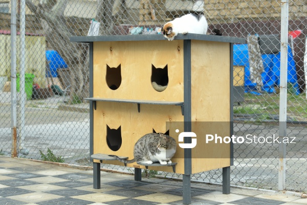 160-a yaxın pişiyi yuva ilə təmin edən sığınacaq