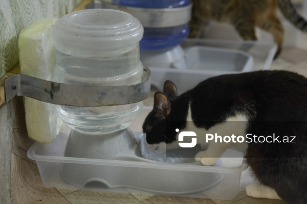 160-a yaxın pişiyi yuva ilə təmin edən sığınacaq