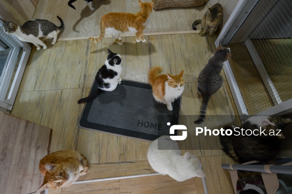 160-a yaxın pişiyi yuva ilə təmin edən sığınacaq