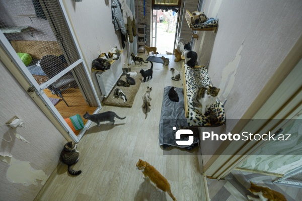 160-a yaxın pişiyi yuva ilə təmin edən sığınacaq