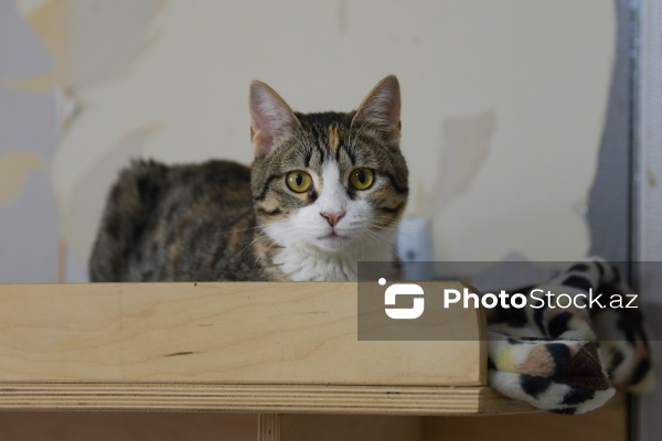 160-a yaxın pişiyi yuva ilə təmin edən sığınacaq