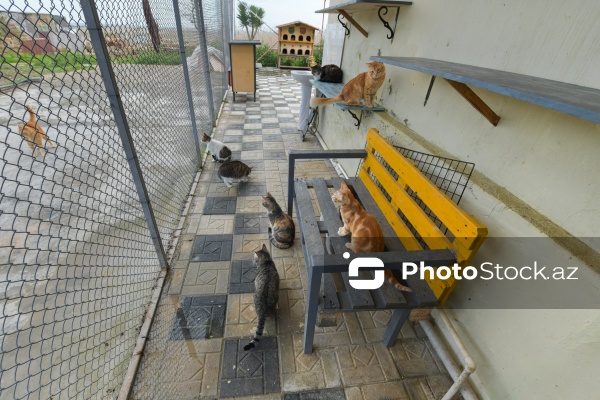 160-a yaxın pişiyi yuva ilə təmin edən sığınacaq