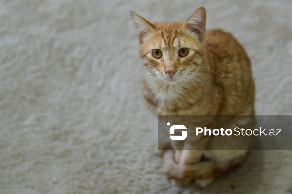 160-a yaxın pişiyi yuva ilə təmin edən sığınacaq