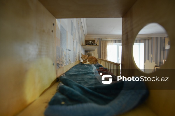 160-a yaxın pişiyi yuva ilə təmin edən sığınacaq