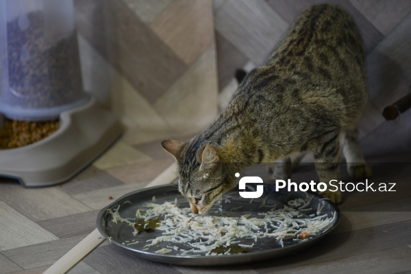 160-a yaxın pişiyi yuva ilə təmin edən sığınacaq