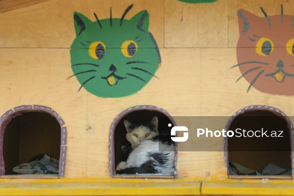 160-a yaxın pişiyi yuva ilə təmin edən sığınacaq