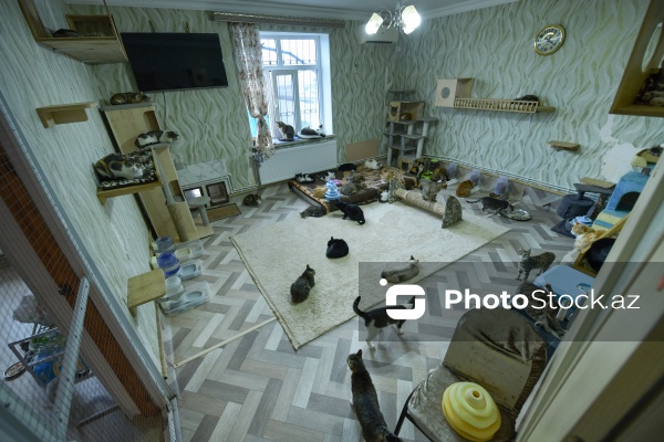 160-a yaxın pişiyi yuva ilə təmin edən sığınacaq