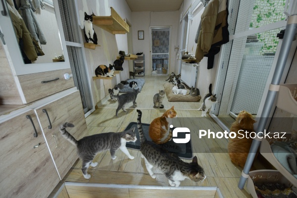 160-a yaxın pişiyi yuva ilə təmin edən sığınacaq