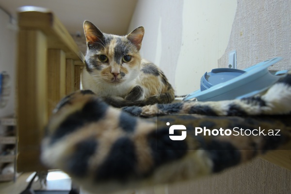 160-a yaxın pişiyi yuva ilə təmin edən sığınacaq