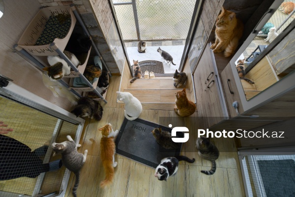 160-a yaxın pişiyi yuva ilə təmin edən sığınacaq