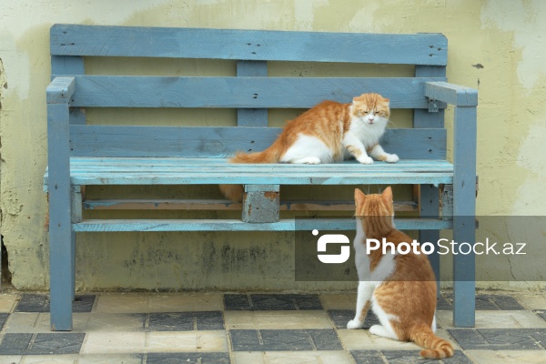 160-a yaxın pişiyi yuva ilə təmin edən sığınacaq