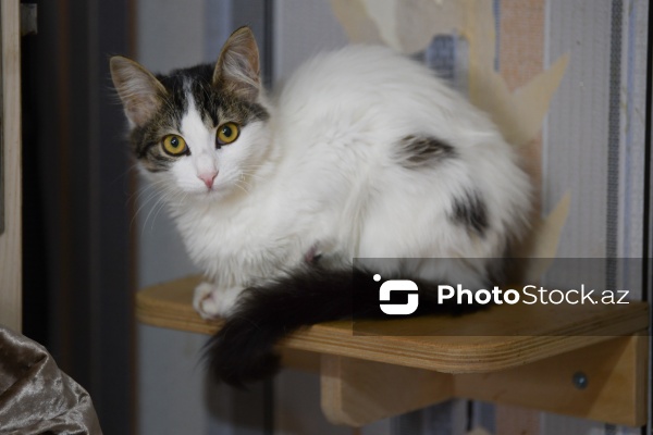 160-a yaxın pişiyi yuva ilə təmin edən sığınacaq