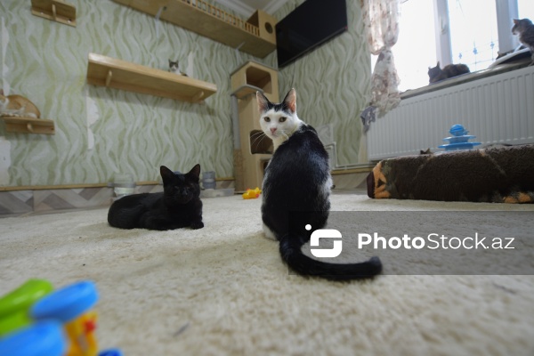 160-a yaxın pişiyi yuva ilə təmin edən sığınacaq