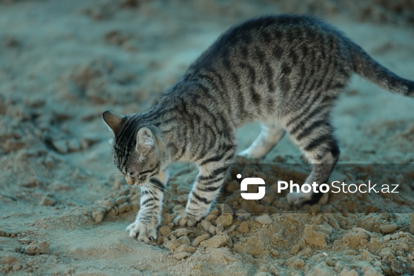 160-a yaxın pişiyi yuva ilə təmin edən sığınacaq