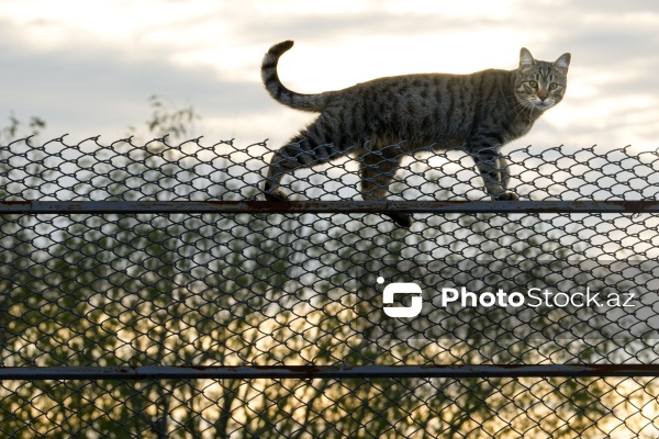 160-a yaxın pişiyi yuva ilə təmin edən sığınacaq