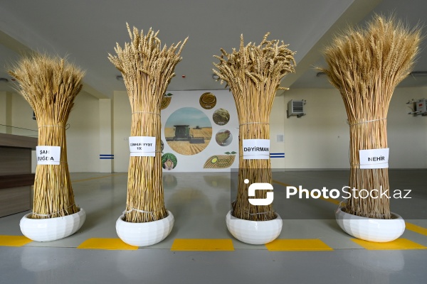 Sabirabad Sənaye Məhəlləsinə təşkil olunan mediatur