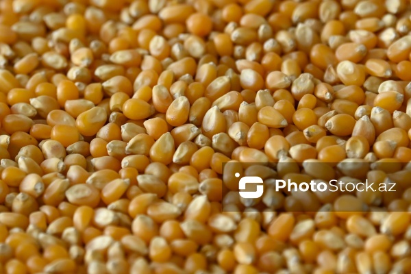 Sabirabad Sənaye Məhəlləsinə təşkil olunan mediatur