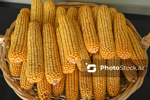 Sabirabad Sənaye Məhəlləsinə təşkil olunan mediatur