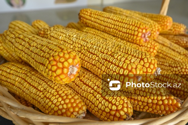 Sabirabad Sənaye Məhəlləsinə təşkil olunan mediatur