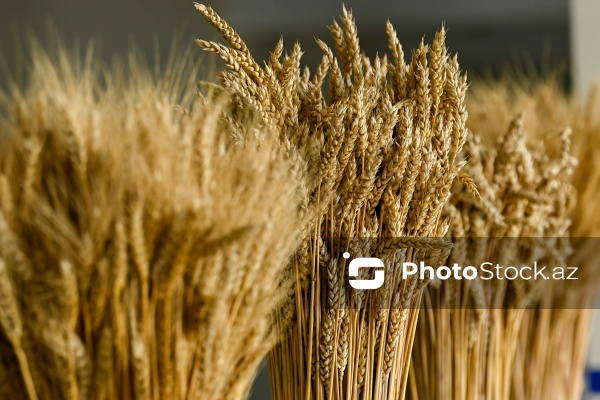 Sabirabad Sənaye Məhəlləsinə təşkil olunan mediatur