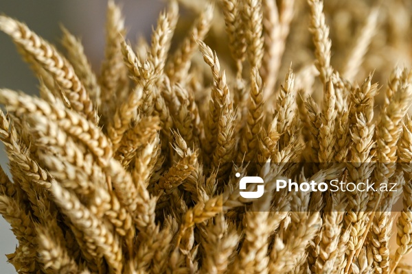 Sabirabad Sənaye Məhəlləsinə təşkil olunan mediatur