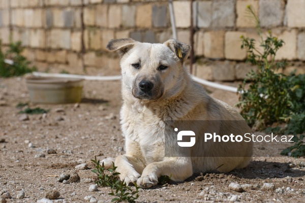Bakıda sahibsiz itlər üçün fəaliyyət göstərən sığınacaq