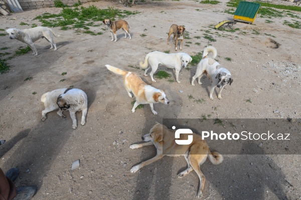 Bakıda sahibsiz itlər üçün fəaliyyət göstərən sığınacaq