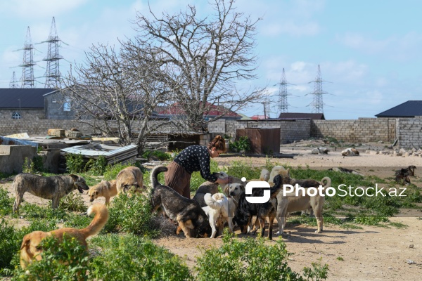 Bakıda sahibsiz itlər üçün fəaliyyət göstərən sığınacaq
