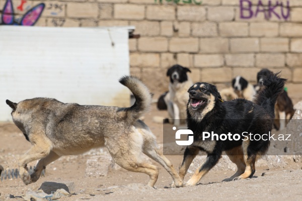 Bakıda sahibsiz itlər üçün fəaliyyət göstərən sığınacaq