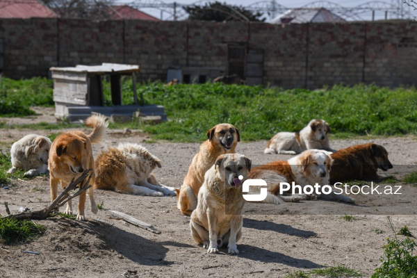 Bakıda sahibsiz itlər üçün fəaliyyət göstərən sığınacaq
