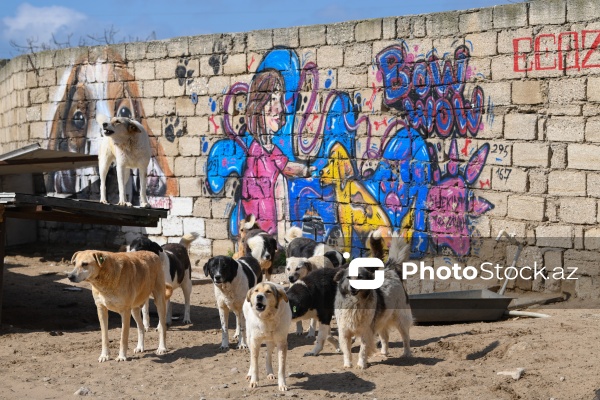 Bakıda sahibsiz itlər üçün fəaliyyət göstərən sığınacaq
