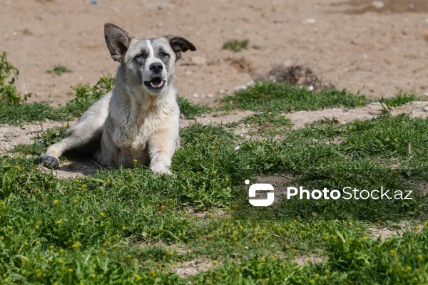 Bakıda sahibsiz itlər üçün fəaliyyət göstərən sığınacaq